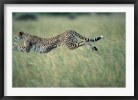 Cheetah Running After Prey, Masai Mara Game Reserve, Kenya Fine Art Print