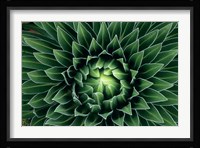 Giant Lobelia flower, Mount Kenya NPk, Kenya Fine Art Print