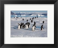 Adelie Penguins, Devil Island, Antartica Fine Art Print