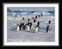 Adelie Penguins, Devil Island, Antartica Fine Art Print