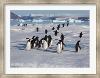 Adelie Penguins, Devil Island, Antartica Fine Art Print