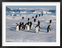 Adelie Penguins, Devil Island, Antartica Fine Art Print