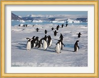 Adelie Penguins, Devil Island, Antartica Fine Art Print