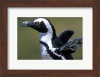 African Penguin at Boulders Beach, Table Mountain National Park, South Africa Fine Art Print