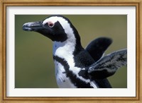 African Penguin at Boulders Beach, Table Mountain National Park, South Africa Fine Art Print