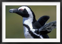 African Penguin at Boulders Beach, Table Mountain National Park, South Africa Fine Art Print