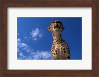 Cheetah Watching Surrounding Savanna, Masai Mara Game Reserve, Kenya Fine Art Print