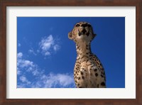 Cheetah Watching Surrounding Savanna, Masai Mara Game Reserve, Kenya Fine Art Print