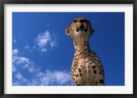 Cheetah Watching Surrounding Savanna, Masai Mara Game Reserve, Kenya Fine Art Print