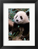 China, Chengdu, Panda Sanctuary, Panda bear Fine Art Print