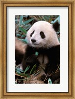 China, Chengdu, Panda Sanctuary, Panda bear Fine Art Print