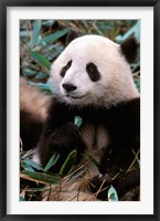 China, Chengdu, Panda Sanctuary, Panda bear Fine Art Print