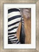 Close-Up of Plains Zebra, Masai Mara Game Reserve, Kenya Fine Art Print