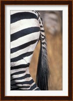 Close-Up of Plains Zebra, Masai Mara Game Reserve, Kenya Fine Art Print