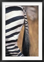 Close-Up of Plains Zebra, Masai Mara Game Reserve, Kenya Fine Art Print