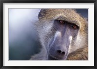 Chacma Baboon, Chobe River, Chobe National Park, Botswana Fine Art Print