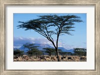 Herd of Gemsbok Feeding, Buffalo Springs Game Reserve, Kenya Fine Art Print