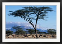 Herd of Gemsbok Feeding, Buffalo Springs Game Reserve, Kenya Fine Art Print