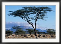 Herd of Gemsbok Feeding, Buffalo Springs Game Reserve, Kenya Fine Art Print