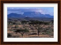 Acacia and Distant Massif North of Mt Kenya, Samburu National Reserve, Kenya Fine Art Print