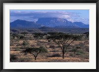 Acacia and Distant Massif North of Mt Kenya, Samburu National Reserve, Kenya Fine Art Print