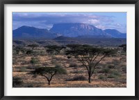 Acacia and Distant Massif North of Mt Kenya, Samburu National Reserve, Kenya Fine Art Print