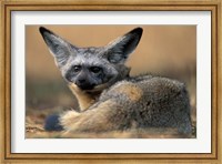 Bat Eared Fox Rests on Savanna, Masai Mara Game Reserve, Kenya Fine Art Print