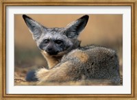 Bat Eared Fox Rests on Savanna, Masai Mara Game Reserve, Kenya Fine Art Print