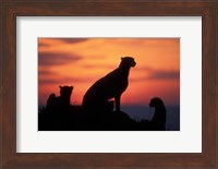 Cheetah Silhouetted By Sunset, Masai Mara Game Reserve, Kenya Fine Art Print