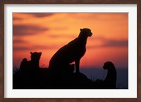 Cheetah Silhouetted By Sunset, Masai Mara Game Reserve, Kenya Fine Art Print