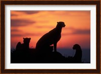 Cheetah Silhouetted By Sunset, Masai Mara Game Reserve, Kenya Fine Art Print