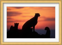 Cheetah Silhouetted By Sunset, Masai Mara Game Reserve, Kenya Fine Art Print