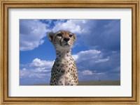 Cheetah Surveying Savanna, Masai Mara Game Reserve, Kenya Fine Art Print