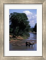Elephant Herd Along Uaso Nyiro River, Samburu National Reserve, Kenya Fine Art Print