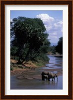 Elephant Herd Along Uaso Nyiro River, Samburu National Reserve, Kenya Fine Art Print