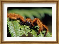 Close-up of Tarantula on Fern, Madagascar Fine Art Print
