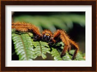 Close-up of Tarantula on Fern, Madagascar Fine Art Print
