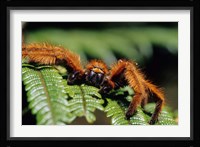 Close-up of Tarantula on Fern, Madagascar Fine Art Print