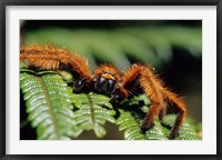 Close-up of Tarantula on Fern, Madagascar Fine Art Print