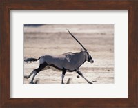 Gemsbok Runs Along Dry Salt Pan, Etosha National Park, Namibia Fine Art Print