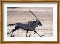 Gemsbok Runs Along Dry Salt Pan, Etosha National Park, Namibia Fine Art Print