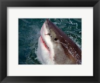 Great White Shark breaks the surface of the water in Capetown, False Bay, South Africa Fine Art Print