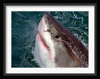 Great White Shark breaks the surface of the water in Capetown, False Bay, South Africa Fine Art Print