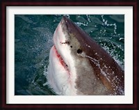 Great White Shark breaks the surface of the water in Capetown, False Bay, South Africa Fine Art Print