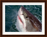 Great White Shark breaks the surface of the water in Capetown, False Bay, South Africa Fine Art Print