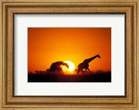 Giraffe Walks Past Setting Sun, Chobe River, Chobe National Park, Botswana Fine Art Print