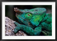 Chameleons in the Analamazaotra National Park, Madagascar Fine Art Print