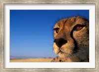 Africa, Kenya, Masai Mara, Cheetah on savanna Fine Art Print