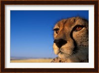 Africa, Kenya, Masai Mara, Cheetah on savanna Fine Art Print