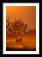 Burchell's Zebra at Sunset, Okavango Delta, Botswana Fine Art Print